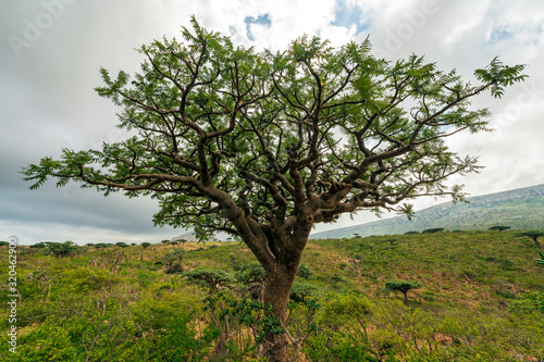 Boswellia elongata, an endemic tree in Homhil, Socotra, Yemen