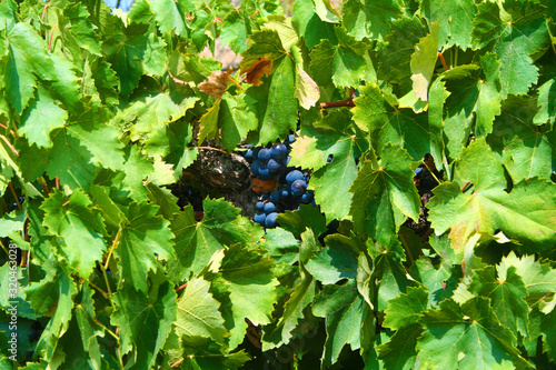 Wine Grapes on the Vine (BCX 0226)