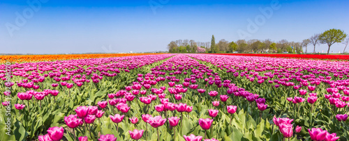 Panorama of a purple tulips field in Noordoostpolder, Netherlands