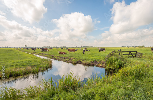 Typical Dutch polder landscape with grazing cows in the meadow and clouds reflected in the mirror smooth water surface of the ditch. The photo was taken near the village of Langerak, South Holland.