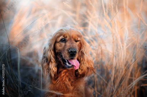 english cocker spaniel dog funny walk lovely portrait