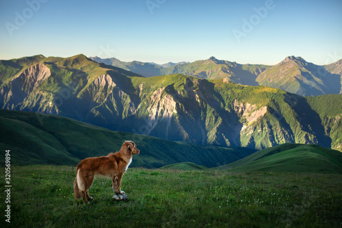 dog in the mountains. Nova Scotia Duck Tolling Retriever in the journey. A trip with a pet.