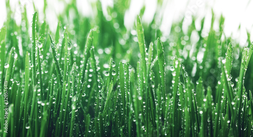 Fresh young green grass with dew drops. Beautiful nature landscape with water droplets.