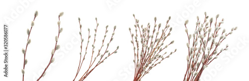 Willow twigs isolated on white. without shadow