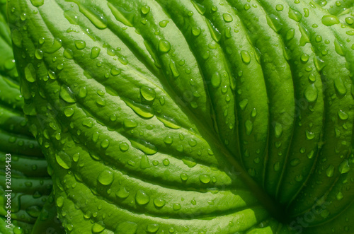 Fresh green leaf with raindrops. The texture of the leaf with veins and drops. Ecology.
