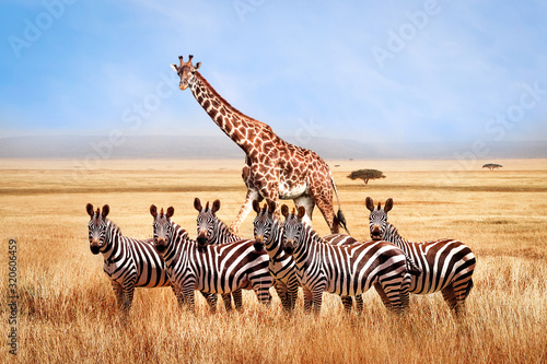 Group of wild zebras and giraffe in the African savanna against the beautiful blue sky with white clouds. Wildlife of Africa. Tanzania. Serengeti national park. African landscape.
