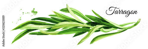 Sprig of fresh green tarragon. Hand drawn watercolor illustration, isolated on white background