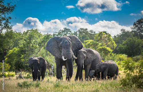 Elephants family in Kruger National Park, South Africa.