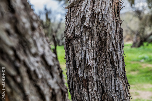 Bark of a mesquite tree in desert of Arizona