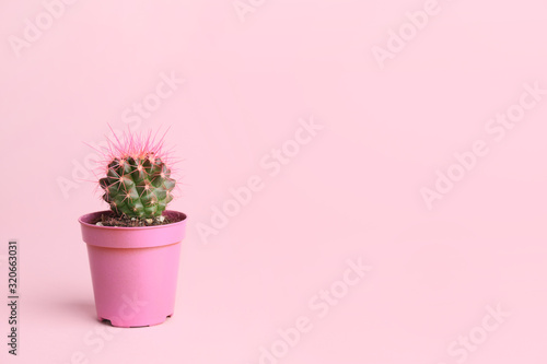 Pot with cactus plant on pink background