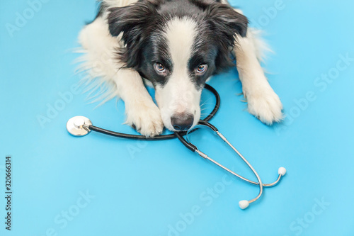 Puppy dog border collie and stethoscope isolated on blue background. Little dog on reception at veterinary doctor in vet clinic. Pet health care and animals concept