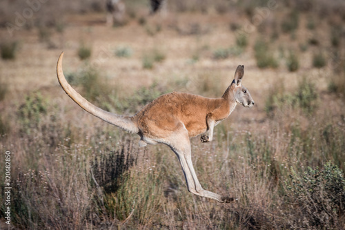 red kangaroo 2