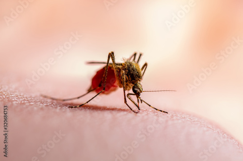 Dangerous Dengue Infected Mosquito Bite on Green Background. Leishmaniasis, Encephalitis, Yellow Fever, Dengue, Malaria Disease, Mayaro or Zika Virus Infectious Culex Mosquito Parasite Insect Macro.
