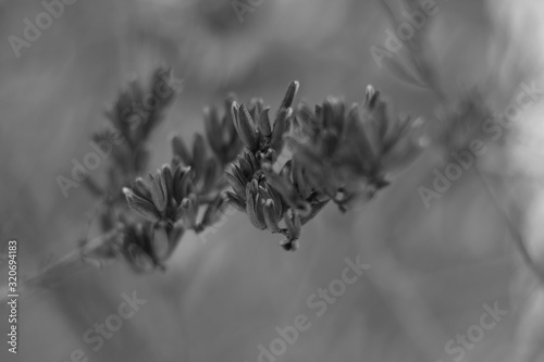 monochrome background of dry shrubs in winter