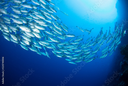 school of trevally fish