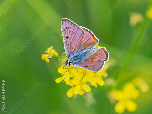 The purple-shot copper (Lycaena alciphron) is a butterfly in the family of the Lycaenidae