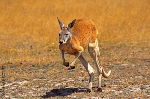 KANGOUROU ROUX macropus rufus