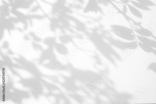 Overlay effect for photo. Gray shadow of the wild roses leaves on a white wall. Abstract neutral nature concept blurred background. Space for text.