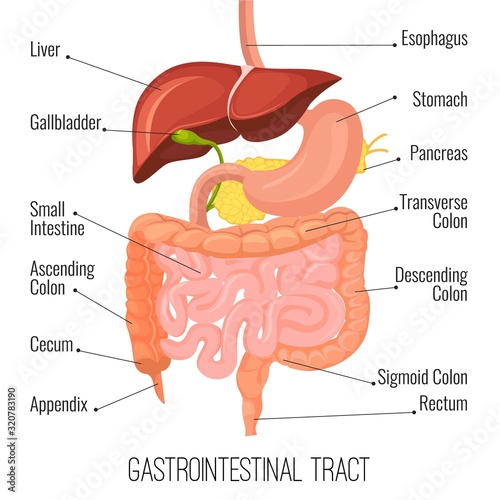 Gastrointestinal tract. Human intestine and stomach organ. Medical vector illustration