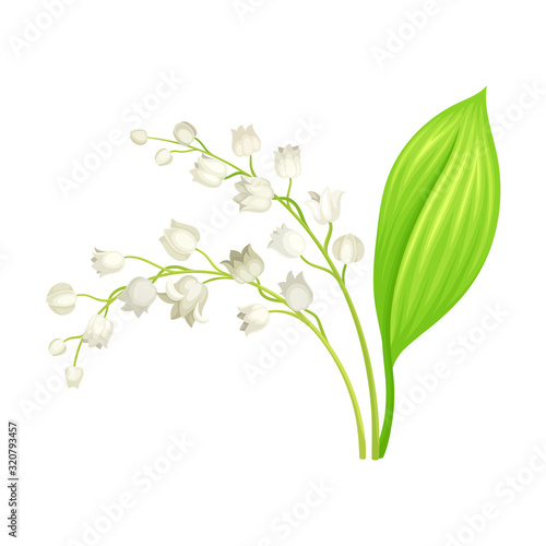 Lily of the Valley with Oblong Leaves and Flowers Vector Illustration
