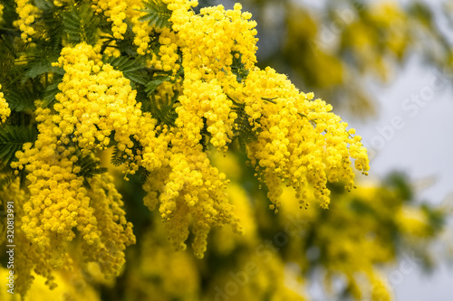 Yellow mimosa in spring, blossom flowers