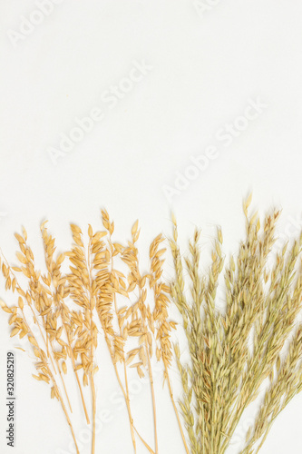 Spikelets of oats. Healthy carbohydrates