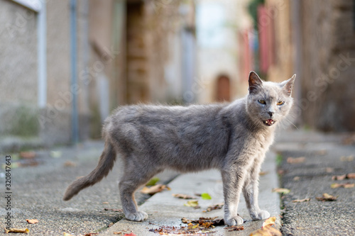 Chat gris yeux marron portrait annimal dans une rue d'automne à Lourmarin village provençal dans le vaucluse en France