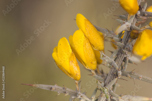 Ulex eriocladus gorse furze or whin thicket of yellow flowers with large thorns that defend against the attack of herbivores