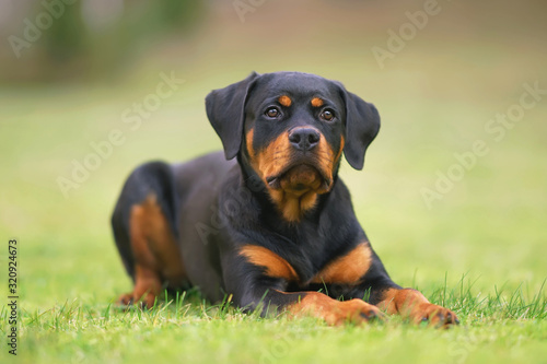 Cute black and tan Rottweiler puppy posing outdoors lying down on a green grass
