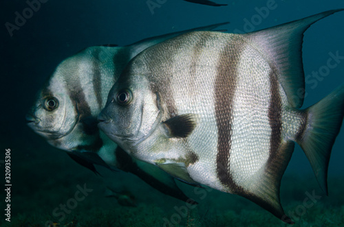 Atlantic spadefish swimming in blue water