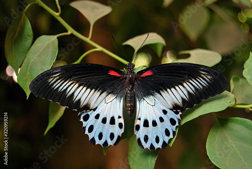 Male Blue Mormon (Papilio polymnestor) is a large swallowtail butterfly