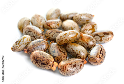 Seed of Ricinus communis, the castor bean or castor oil plant. Isolated on white background