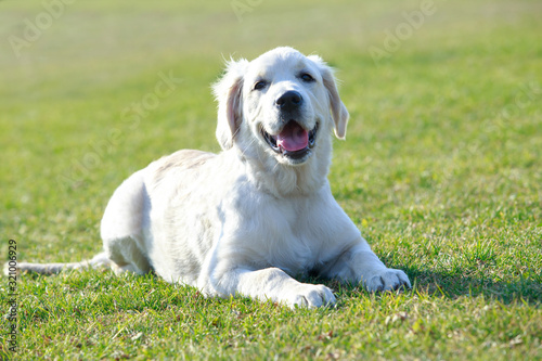 dog breed Labrador