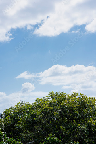 White cloud with blue sky background and green trees Vertical scene background