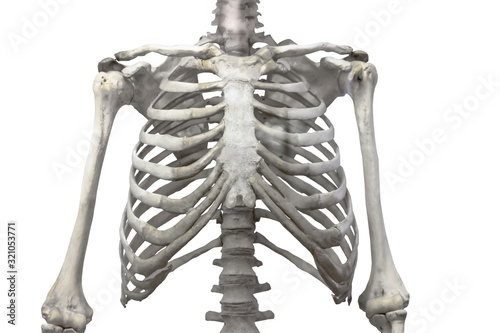 Thoracic spine, chest and ribs of bone with arms and shoulders isolated on a white background.