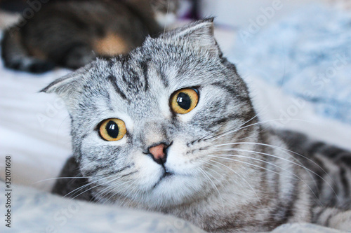 Portrait of grey scottish fold cat. Tabby shorthair kitten. Big yellow eyes. A beautiful background for wallpaper, cover, postcard. Isolated, close up. Cats concept.
