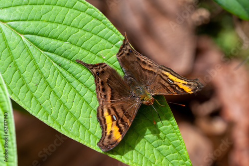 Banded Mapwing - Hypanartia dione in Coto Brus, Costa Rica