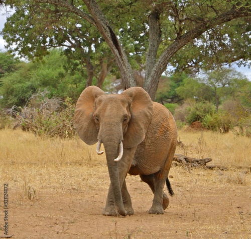 Tanzania elephant solo