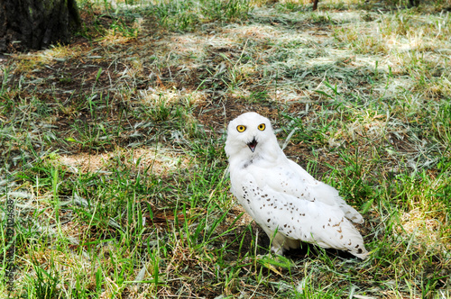 búho nival de color blanco y ojos amarillos en el campo sobre la hierba