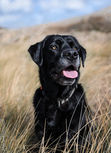 labrador retriver