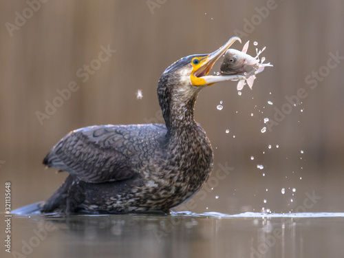 Great cormorant eating carp fish