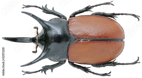 Beckius beccarii (Gestro, 1876)