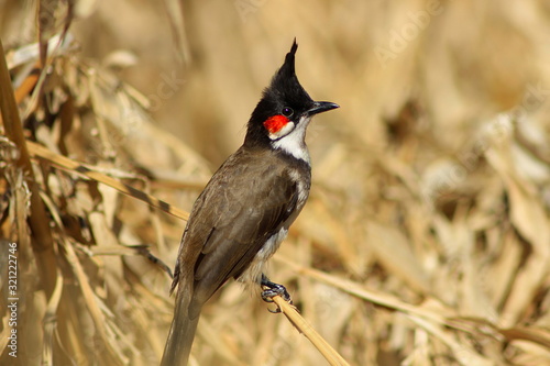 Red-whiskered bulbul close up. Pycnonotus jocosus, Maharashtra, India.