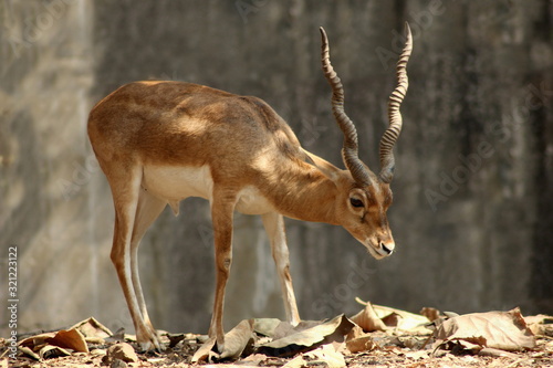 Chinkara deer or Indian gazelle is a species of gazelle normally found in southern Asia. Maharashtra, India.