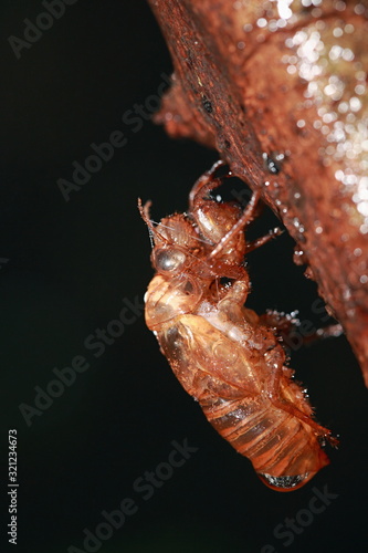 Cicada Moult also known as sloughing, shedding, or for some species, ecdysis, is the manner in which an animal routinely casts off a part of its body