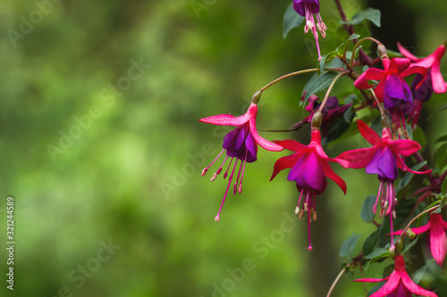 fuchsia regia flowers