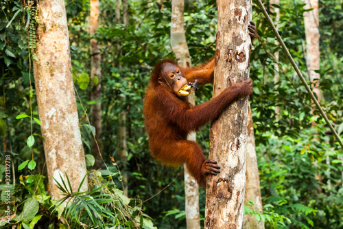 BORNEO, MALAYSIA - SEPTEMBER 6, 2014: Young orangutan climbing up the tree while eating bananas