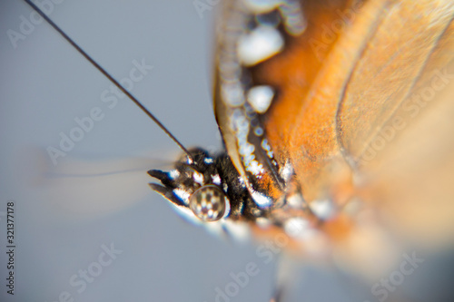 Eyes of Tailed Judy, Abisara Neophron butterfly 