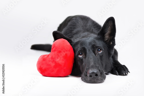 Czarny owczarek niemiecki z czerwonym pluszowym sercem na białym tle, Walentynki