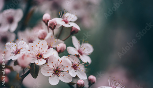 Closeup of spring blossom flower on dark bokeh background.